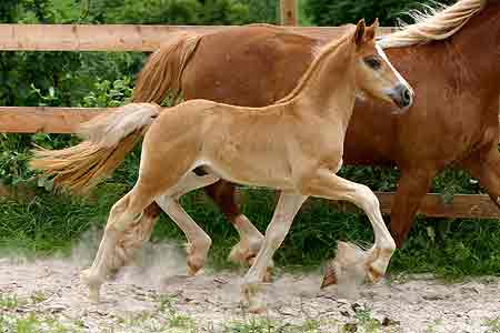 Maverick. Foto: Klose 2008