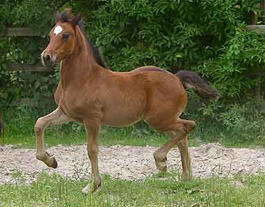 Rosanne. Foto: Klose 2008