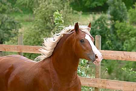 Tommi. Foto: Klose 2008